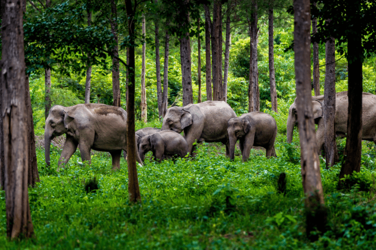 Read more about the article Exploring Chitwan National Park Before Visit Guide
