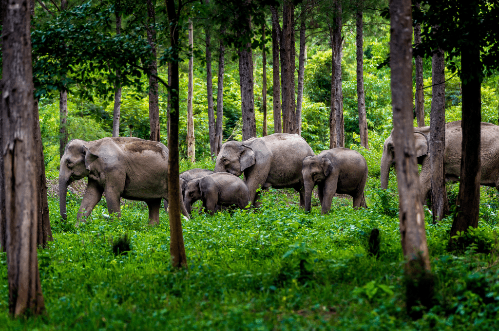 You are currently viewing Exploring Chitwan National Park Before Visit Guide