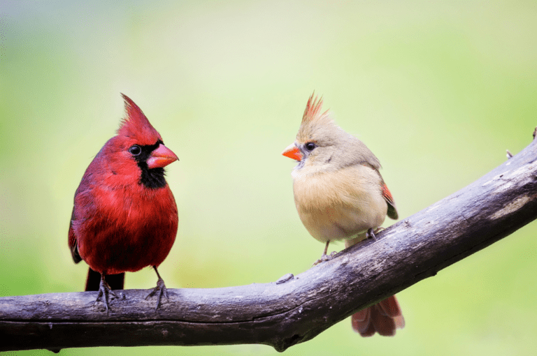 Read more about the article Feathers and Fauna: Discovering the Best of Nepal’s Birds