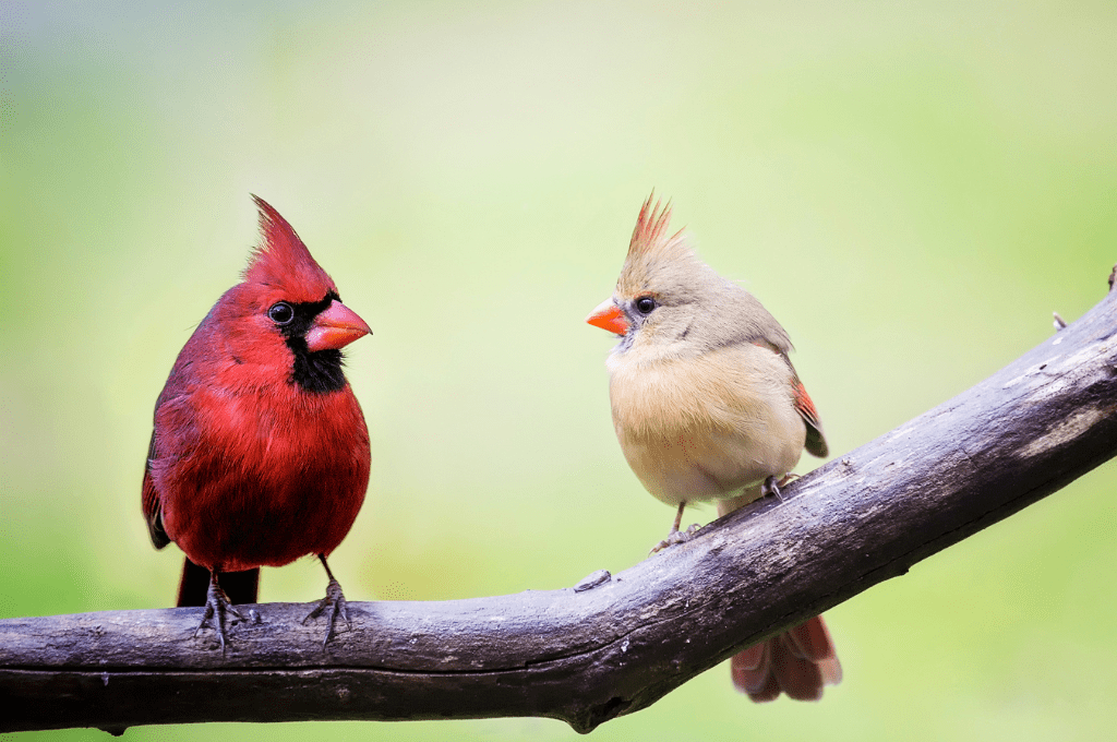 You are currently viewing Feathers and Fauna: Discovering the Best of Nepal’s Birds