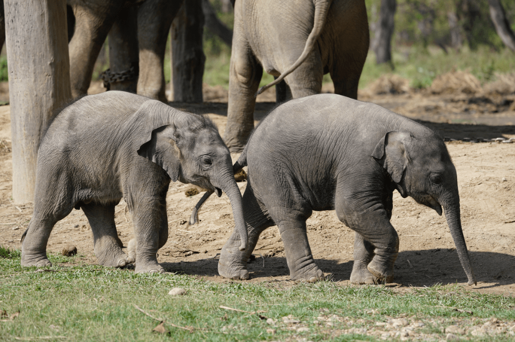 Elephant baby in breeding centre chitwan Exploring Chitwan National Park Before Visit Guide