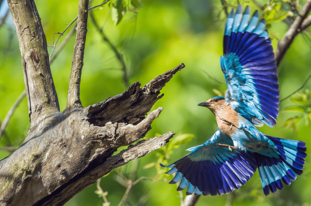 Feathers and Fauna: Discovering the Best of Nepal's Birds 2 Indian roller in Bardia national park Nepal bird watching Feathers and Fauna: Discovering the Best of Nepal's Birds
