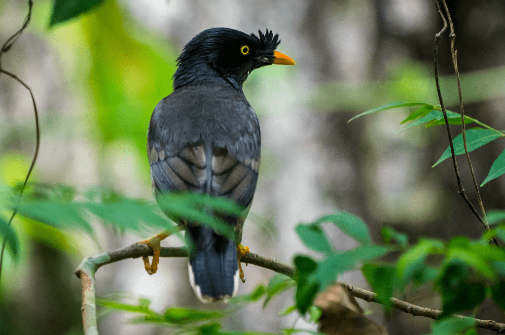 Feathers and Fauna: Discovering the Best of Nepal's Birds 5 Jungle Myna Bird Wildlife Photo bird watching Feathers and Fauna: Discovering the Best of Nepal's Birds