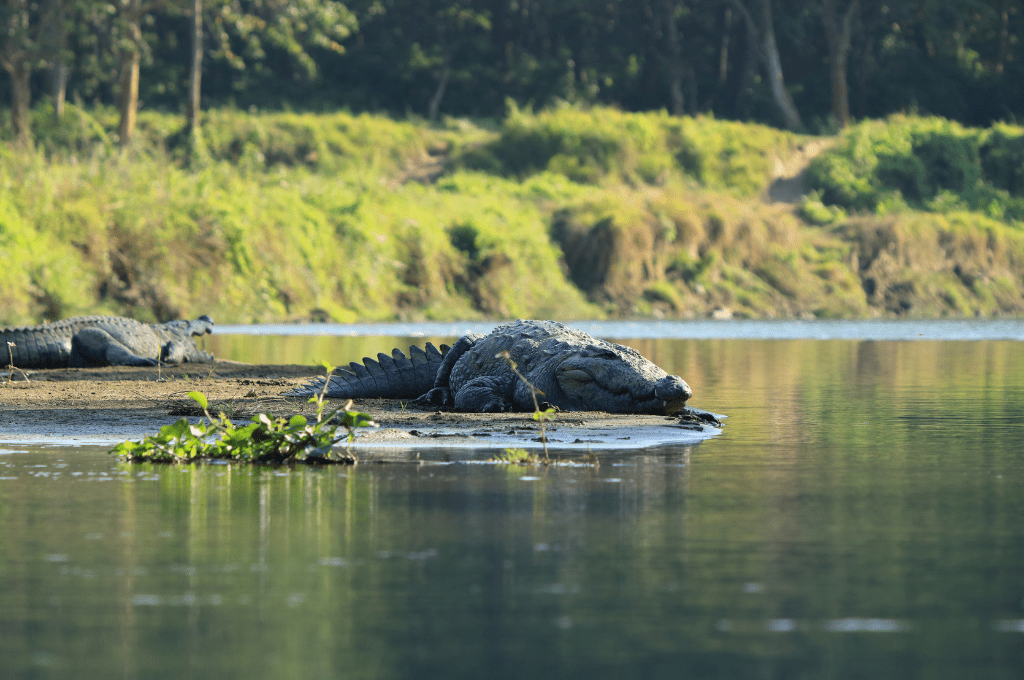 Mugger crocodile at rapti river in Chitwan National Park in Nepal chitwan Exploring Chitwan National Park Before Visit Guide