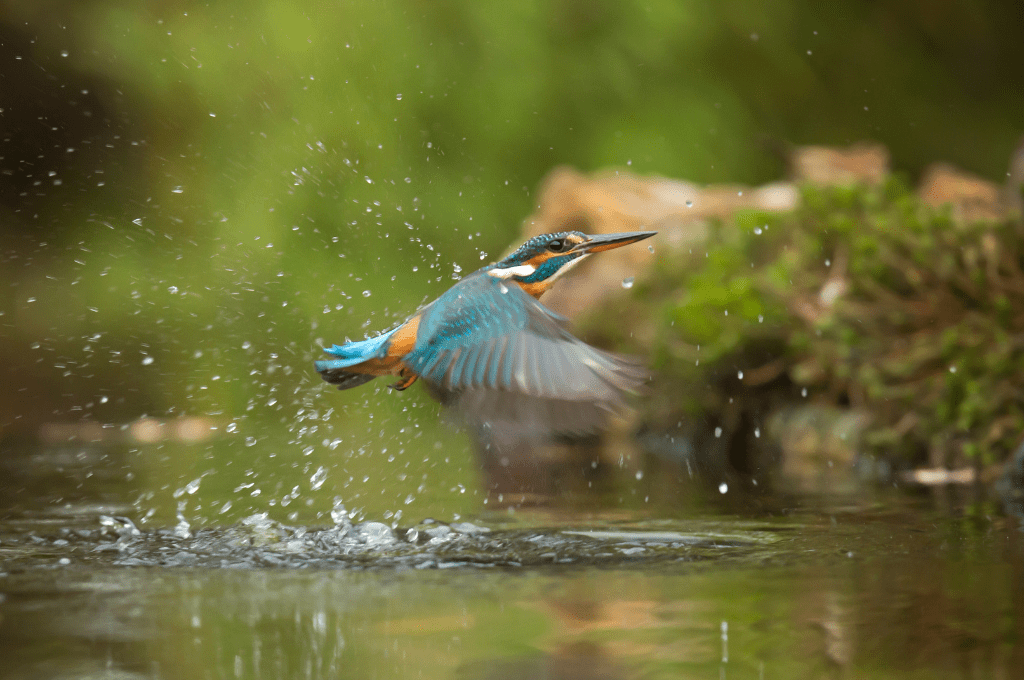 Feathers and Fauna: Discovering the Best of Nepal's Birds 3 Photo of Common Kingfisher Flying Above River bird watching Feathers and Fauna: Discovering the Best of Nepal's Birds