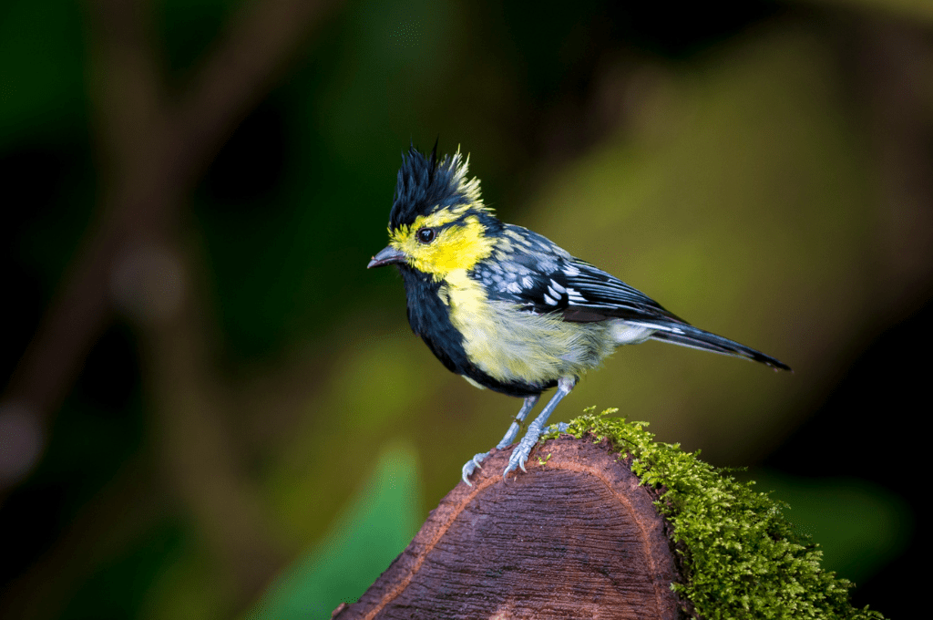 Feathers and Fauna: Discovering the Best of Nepal's Birds 6 Yellow cheeked Tit Bird in thailand bird watching Feathers and Fauna: Discovering the Best of Nepal's Birds