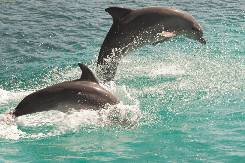 Destinations to See in Dhangadhi 5 Dolphin Dhangadhi Destinations to See in Dhangadhi