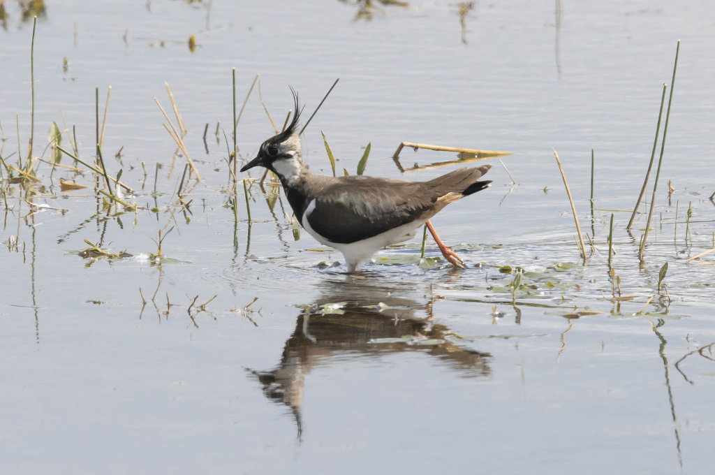 How to Visit Shuklaphanta National Park 2 Lapwing park How to Visit Shuklaphanta National Park