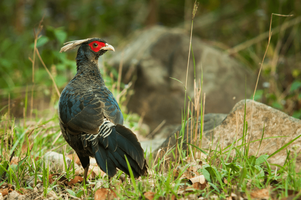 How to Visit Shuklaphanta National Park 3 kalij peagent park How to Visit Shuklaphanta National Park