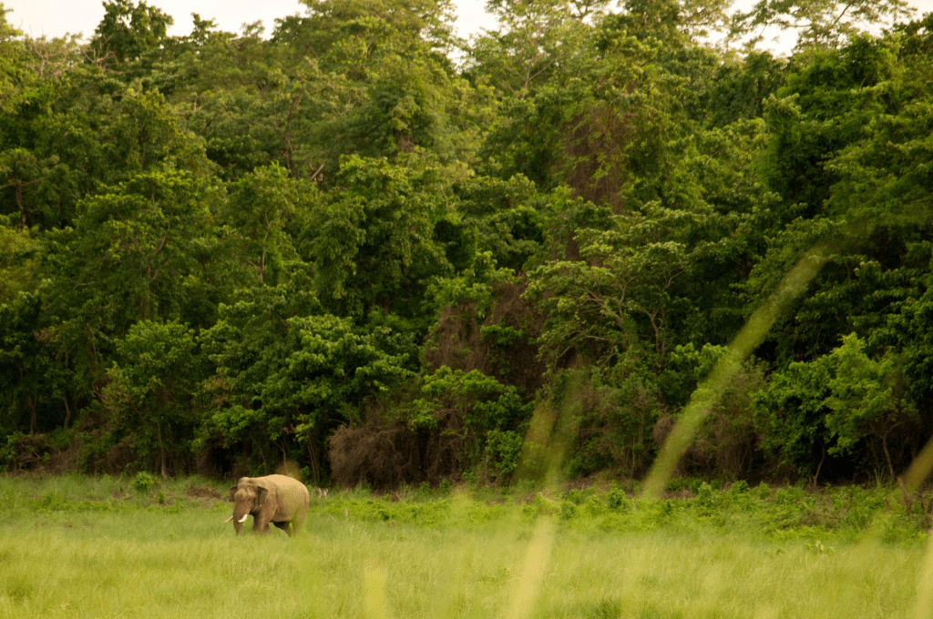 10 Reasons to Visit Nepal In 2024 15 Chitwan National Park visit nepal 10 Reasons to Visit Nepal In 2024