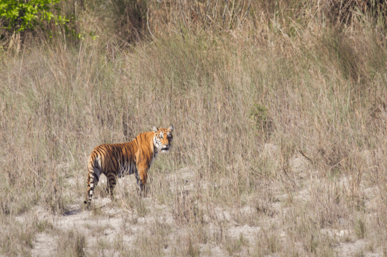 Read more about the article Places to See Tigers in the Nepal: How to Make it Happen in 2024