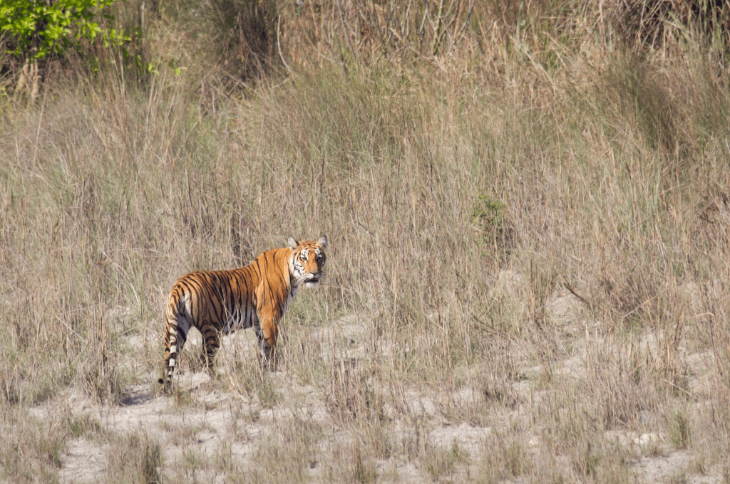 You are currently viewing Places to See Tigers in the Nepal: How to Make it Happen in 2024